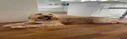 Goldendoodle dogs for sale: Multigenerational Goldendoodle Girls Licensed - Advert 31
