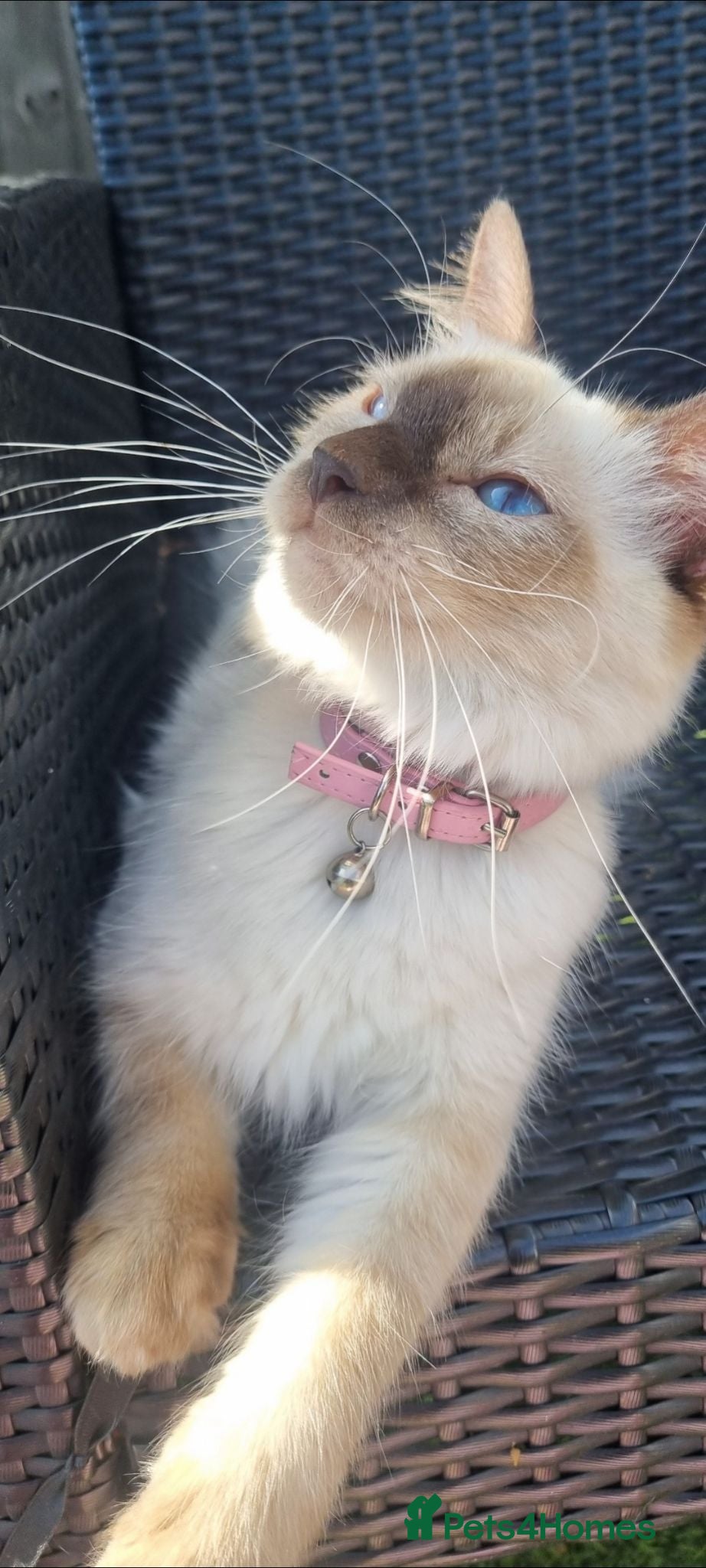 Ragdoll cats Beautiful Ragdoll girl for rehoming 🩷 - Advert 1