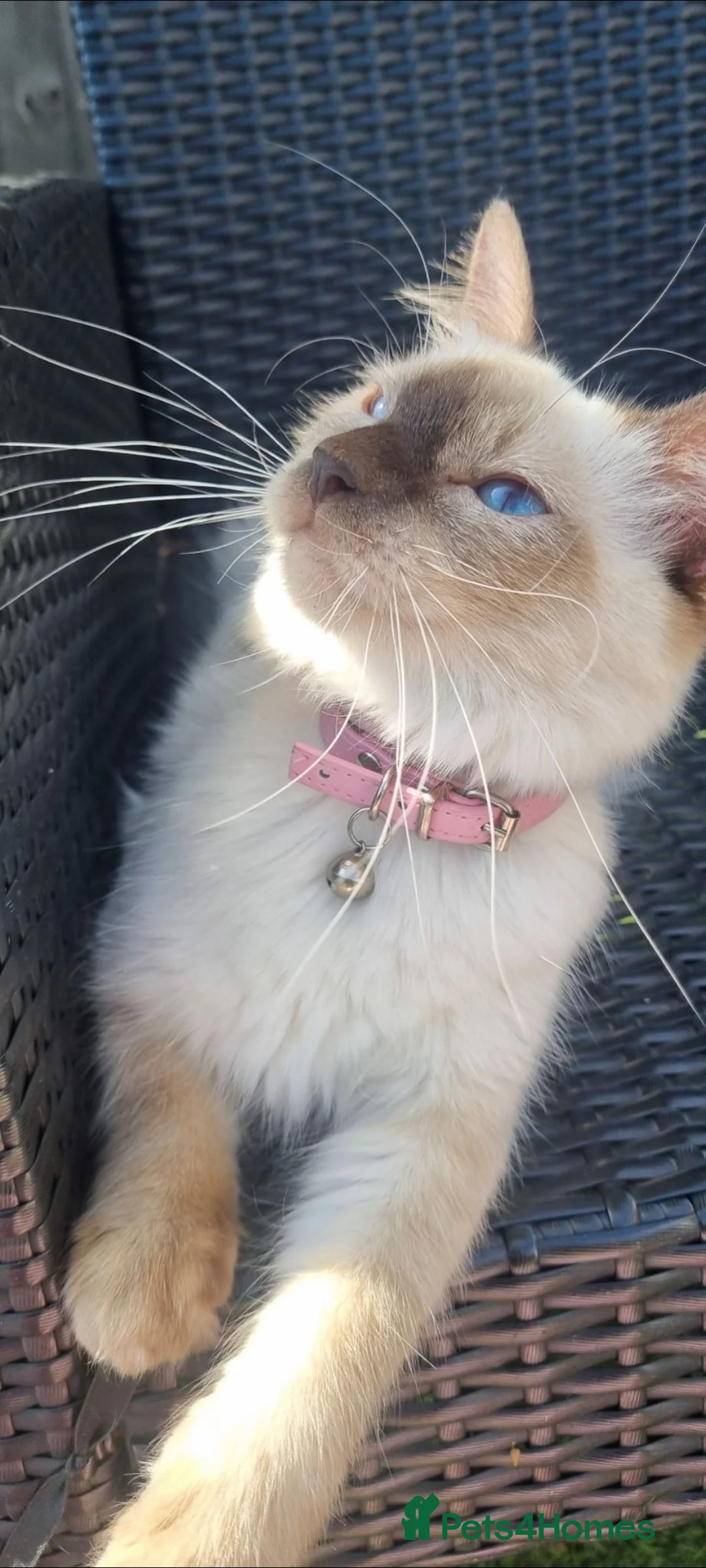 Ragdoll cats for sale: Beautiful Ragdoll girl for rehoming 🩷 - Advert 1
