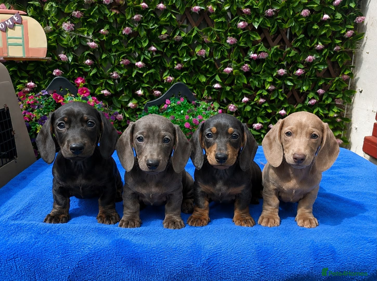 Dachshund dogs FULLY VAX READY NOW QUAILTY MINI KC Reg PRA CLEAR  - Advert 2