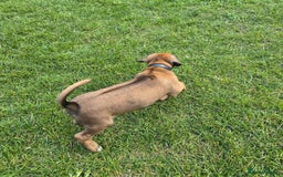 Rhodesian Ridgeback dogs for sale: Rhodesian ridgeback puppies - Image 8
