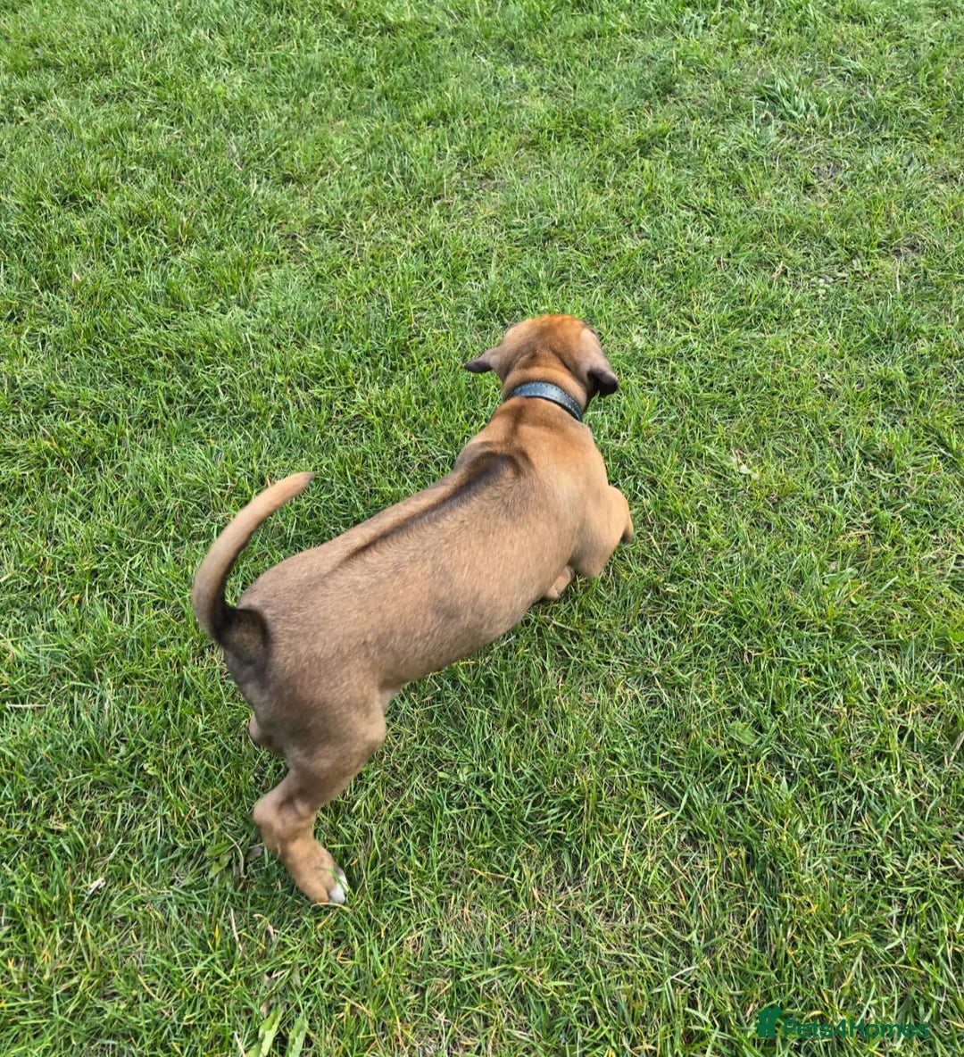 Rhodesian Ridgeback dogs for sale: Rhodesian ridgeback puppies - Image 8