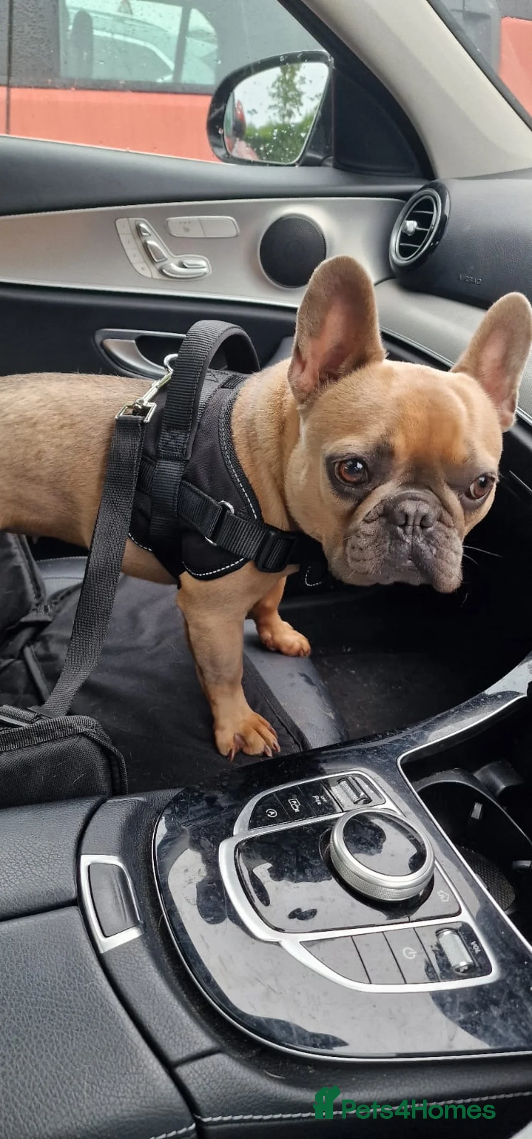 French Bulldog dogs for sale: Babe  in Northampton - Advert 3