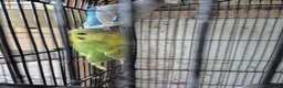 Budgerigars birds for sale: Baby budgies in Stroud - Advert 6