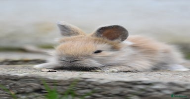 Angora rabbits - Advert 4