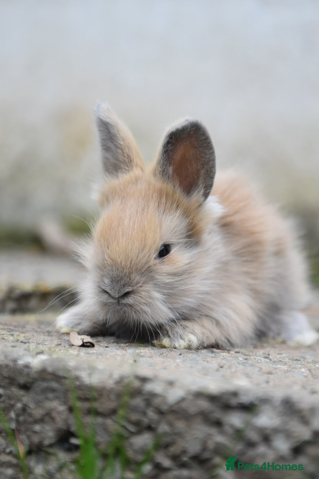 Angora rabbits for sale: French Imported Pedigree English Angoras - Image 3