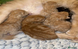 Maine Coon cats for sale: Gorgeous Maine coone kittens  - Image 2