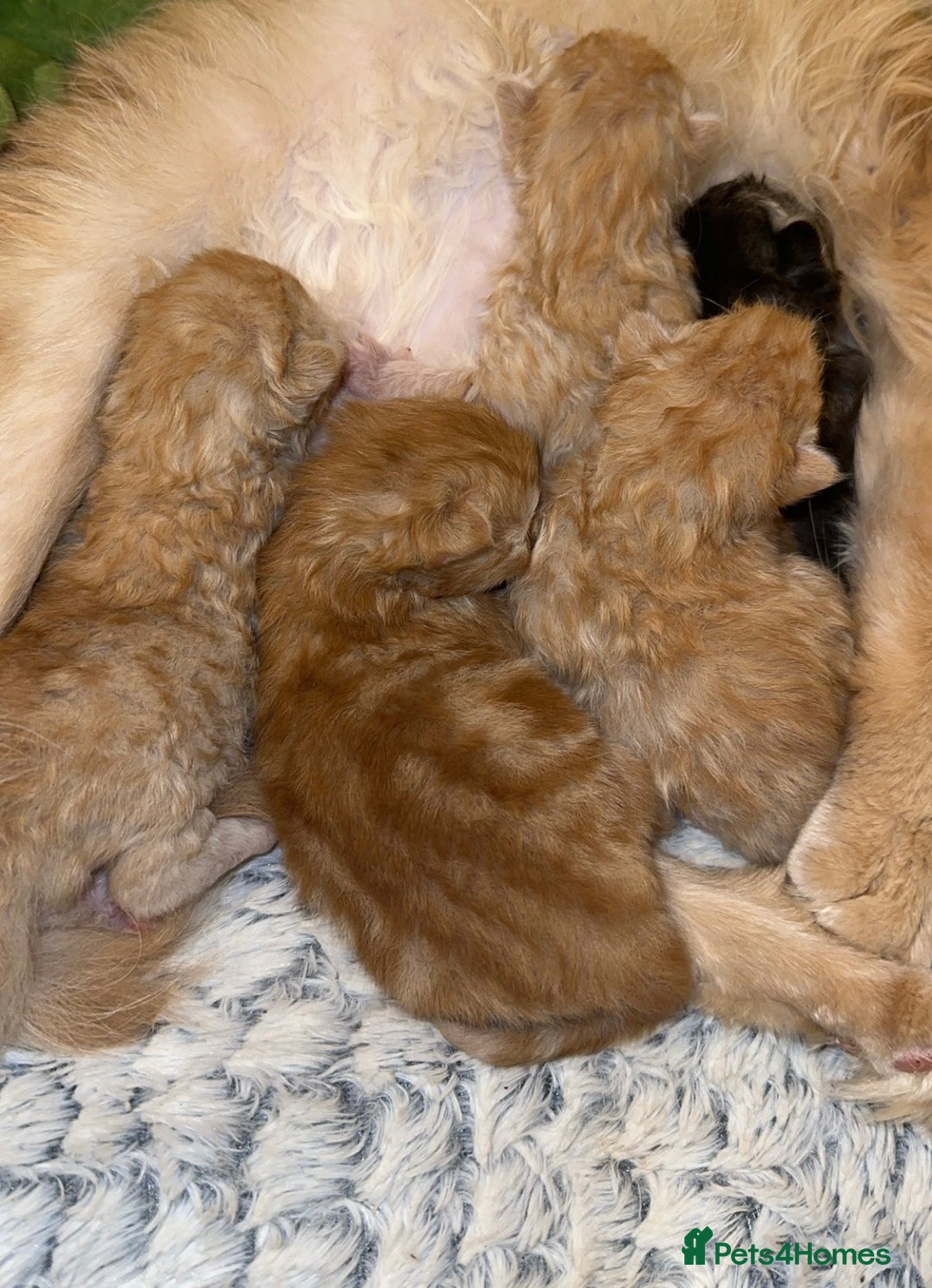 Maine Coon cats for sale: Gorgeous Maine coone kittens  - Image 2