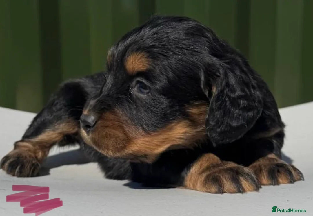 Cockapoo dogs for sale: 6 stunning cockapoos for sale! in Selby - Advert 2