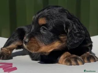 Cockapoo dogs 5 stunning cockapoo puppies ready to leave now! - Advert 18