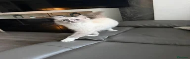 Ragdoll 2