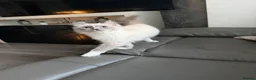 Ragdoll cats for sale: 2 Ragdoll sisters 12 month old in Newcastle - Advert 6