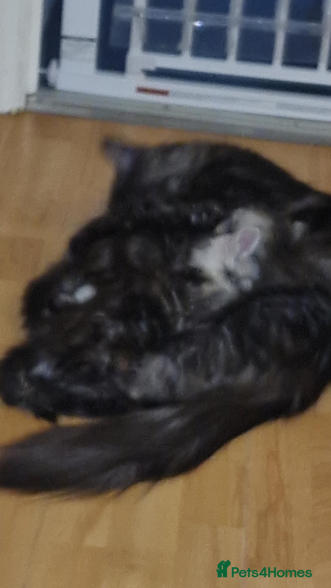 Maine Coon cats for sale: MAINE COONE KITTENS CHAMPION BLOODLINE - Image 11