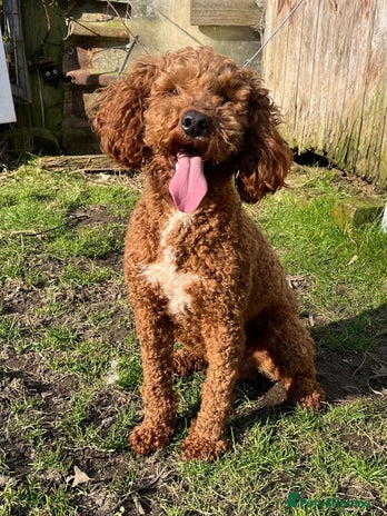 Miniature Poodle dogs for stud in Blaydon-on-Tyne - Advert 3