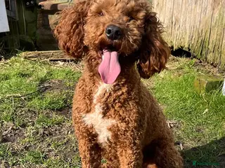 Miniature Poodle dogs EDDIE Red miniature poodle stud in Blaydon-on-Tyne - Advert 4