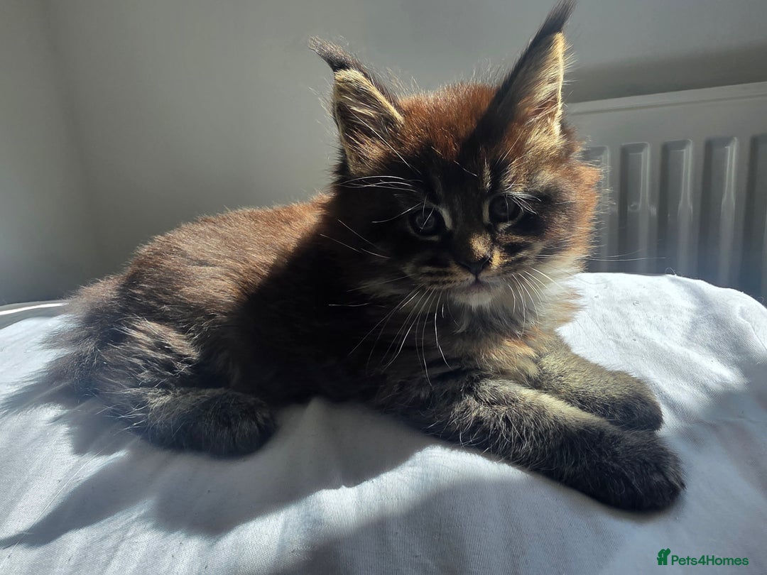 Maine Coon cats for sale: Maine Coon Kittens from Health Tested Parents. - Image 4
