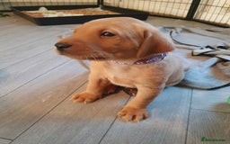 Labrador Retriever dogs for sale: **Only 2 Girls Left** Fox Red Labrador Puppies - Image 24