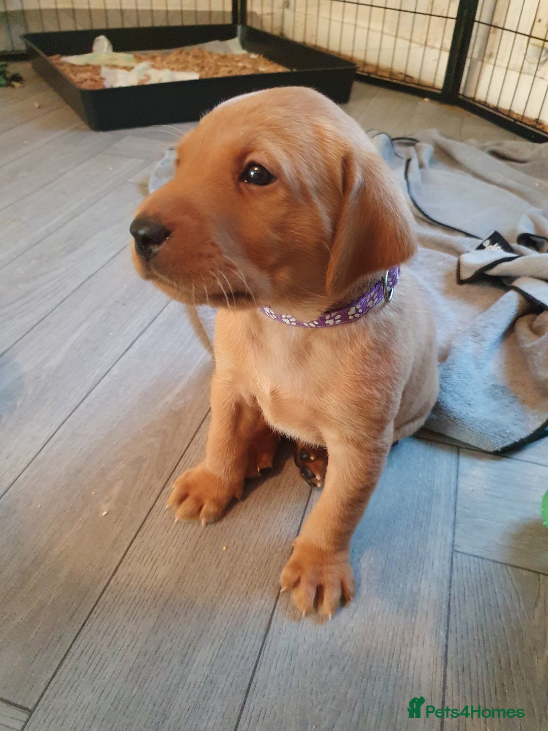 Labrador Retriever dogs for sale: **Only 2 Girls Left** Fox Red Labrador Puppies - Image 24