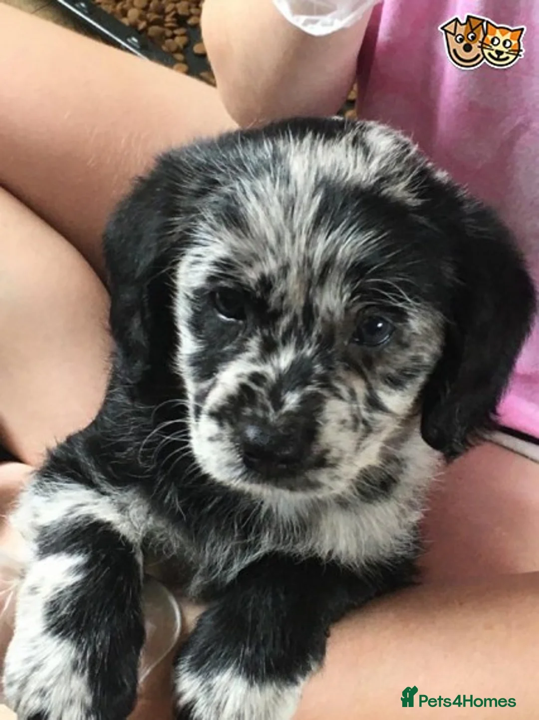 Sproodle dogs for stud: BLUE MERLE MIN POODLE FULLY HEALTH TESTED in Chippenham - Advert 3