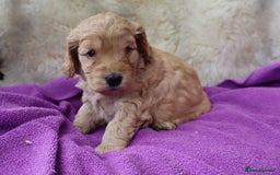 Cockapoo dogs for sale: 5*LICENSED BREEDER WATCH LIVE HEALTH TESTED PARENT - Image 5