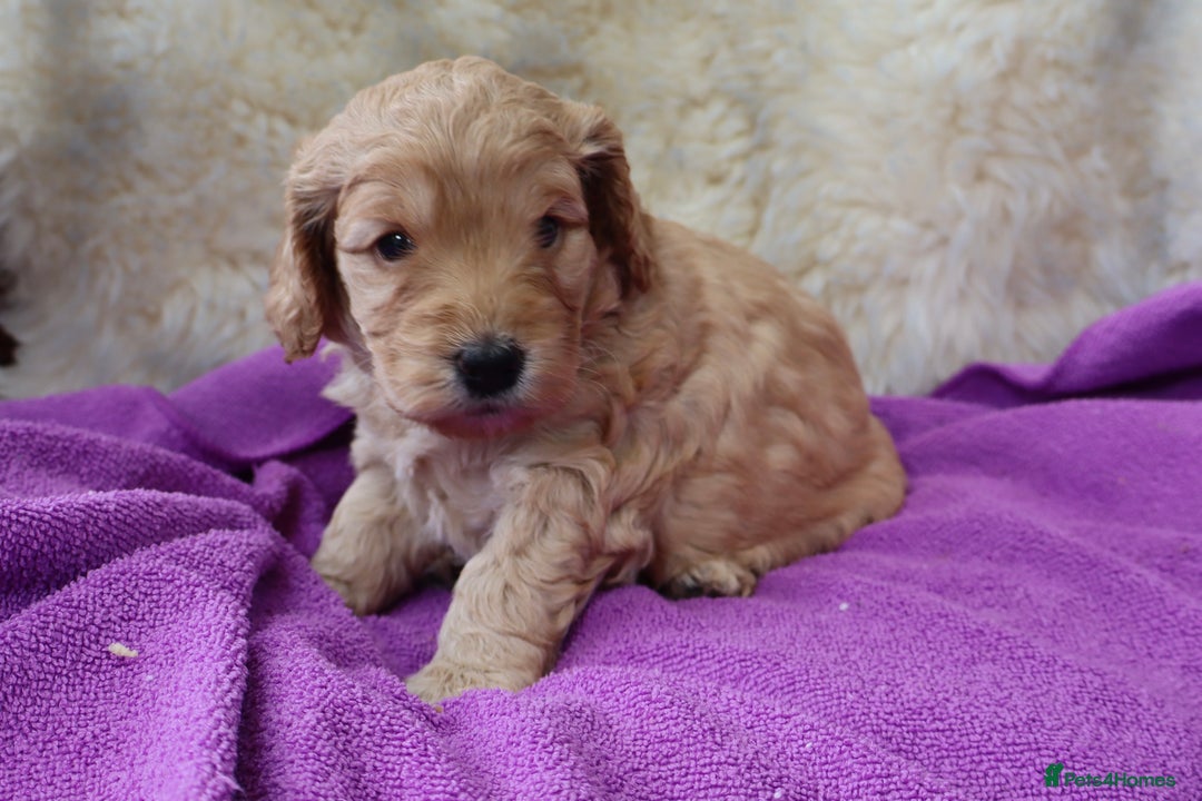 Cockapoo dogs for sale: 5*LICENSED BREEDER WATCH LIVE HEALTH TESTED PARENT - Image 5