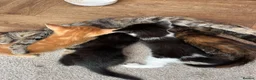 Mixed Breed cats for sale: Gorgeous mixed babies - Advert 13