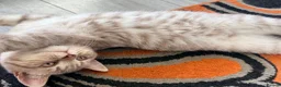 Mixed Breed cats for sale: Scottish Fold x BSH  - Advert 5
