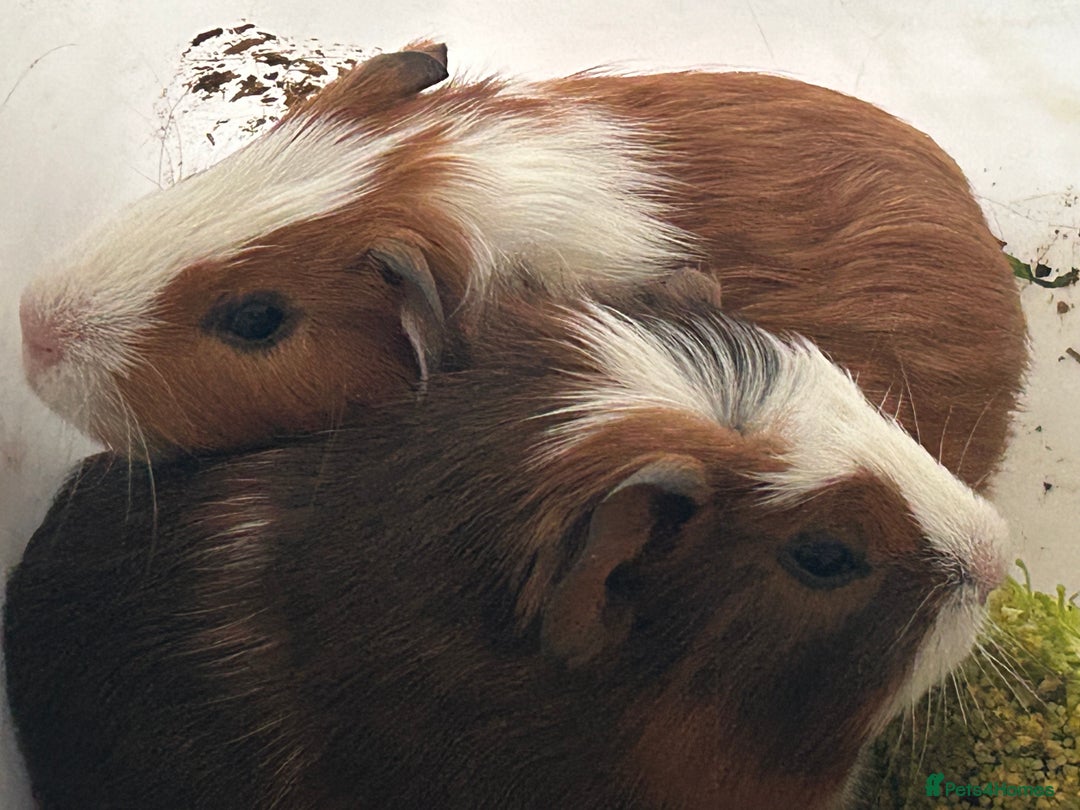 Guinea Pig rodents for sale: Beautiful Baby Guinea Pigs. - Advert 4