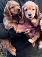 Cocker Spaniel dogs - Advert 6