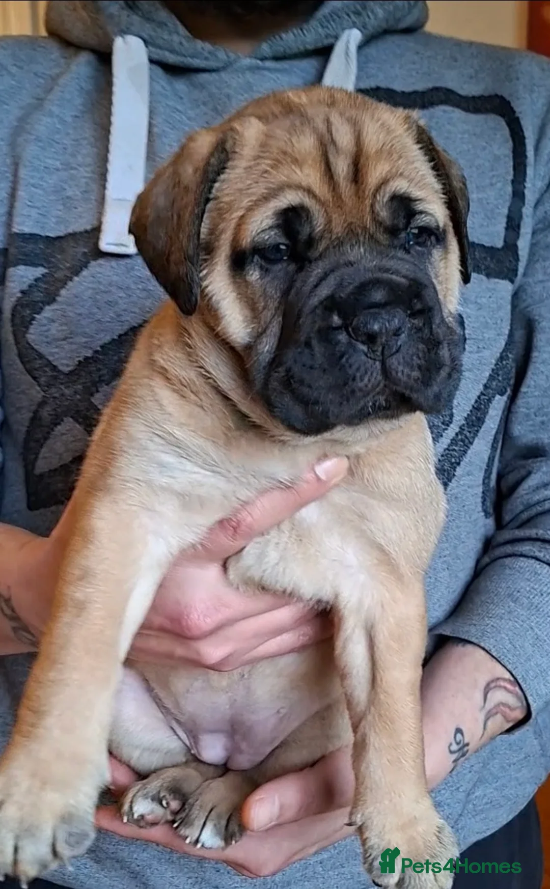 Bullmastiff dogs for sale: Exceptional litter of bullmastiffs  - Advert 5