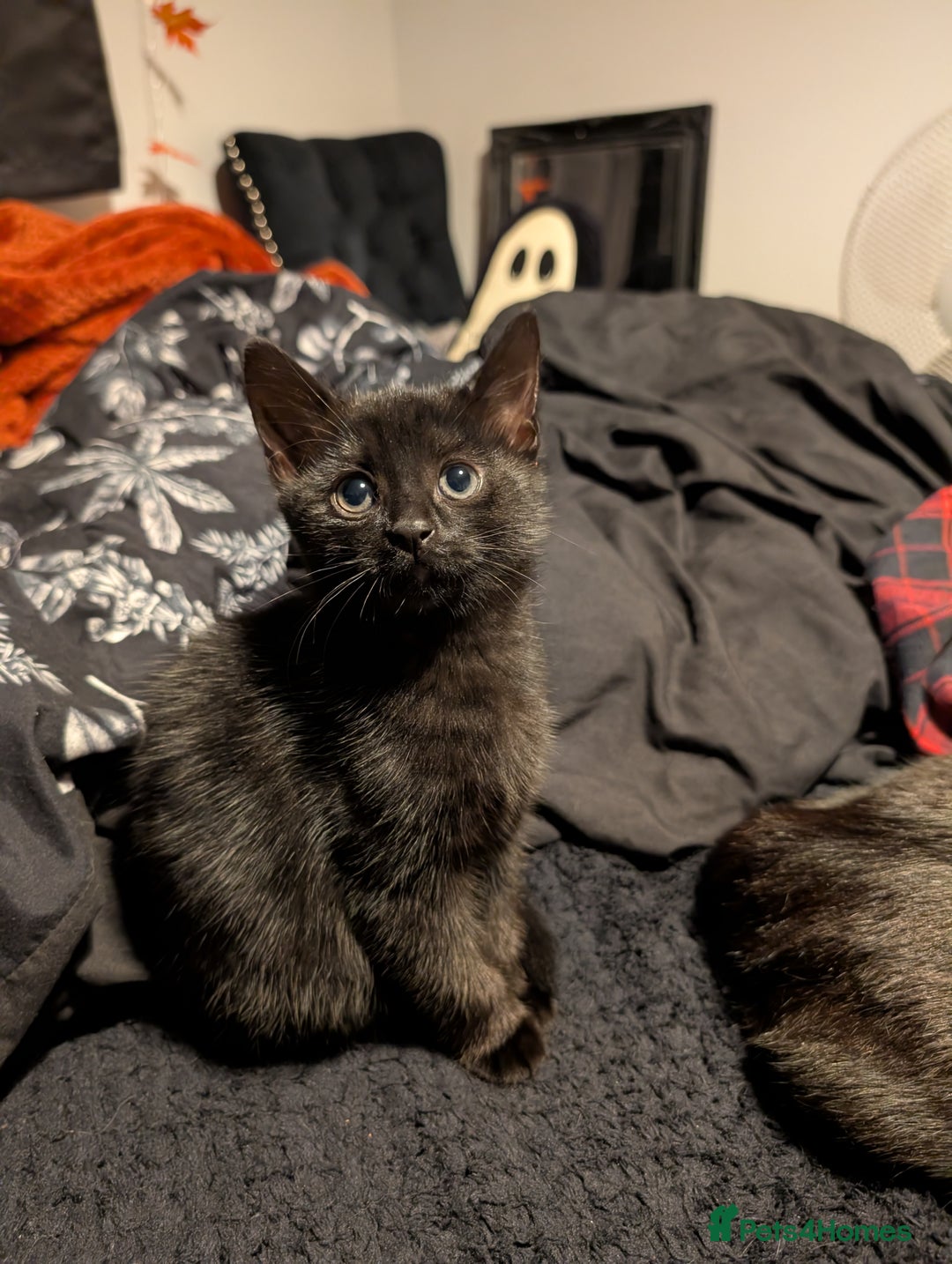 Mixed Breed cats for sale: Adorable girl kitten ready now 🖤🖤 - Image 1