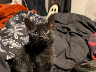 Mixed Breed cats - Advert 2