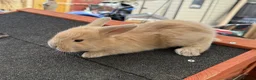 Continental Giant rabbits for sale: Gorgeous Conti/French Lop Bunnies ♥️ - Advert 10