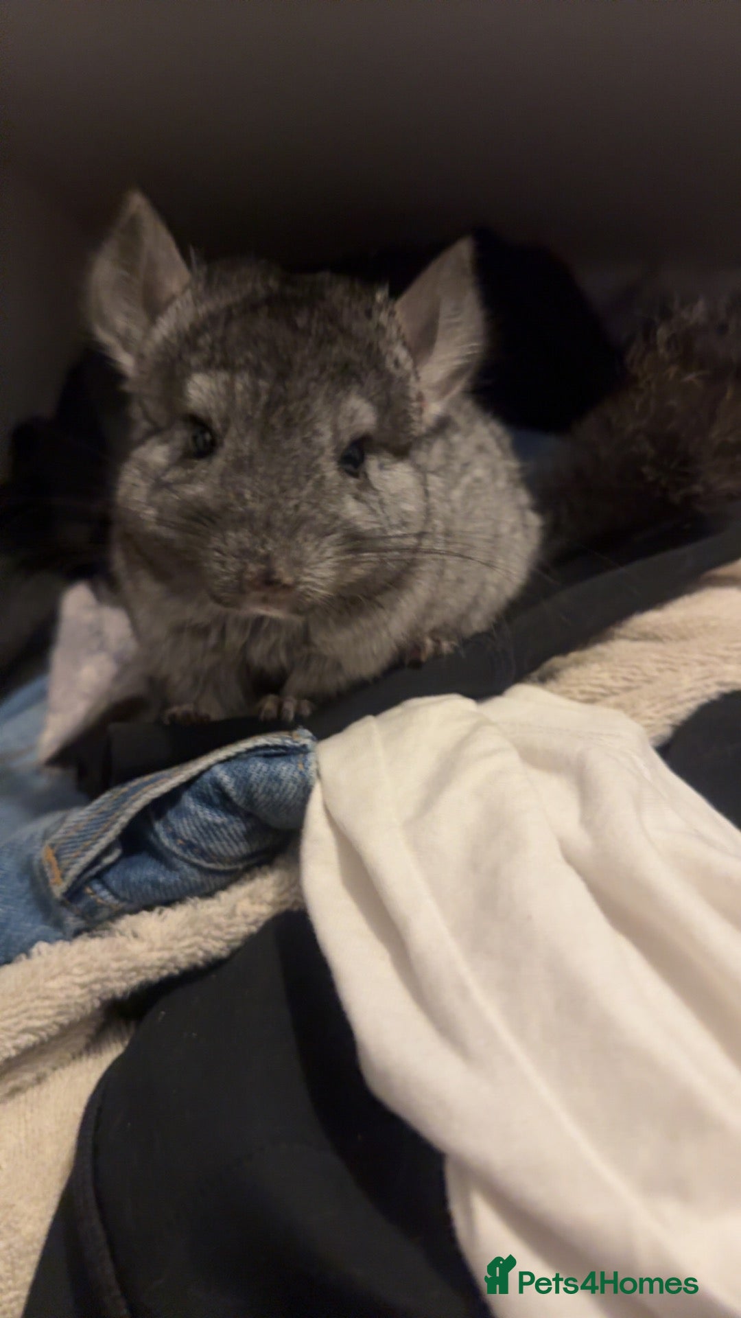 Chinchilla rodents Two males available  - Advert 1