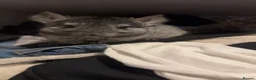Chinchilla rodents for sale: Two males available  - Advert 1