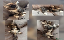 Mixed Breed cats for sale: 9 Beautiful Mixed Kittens - Image 12