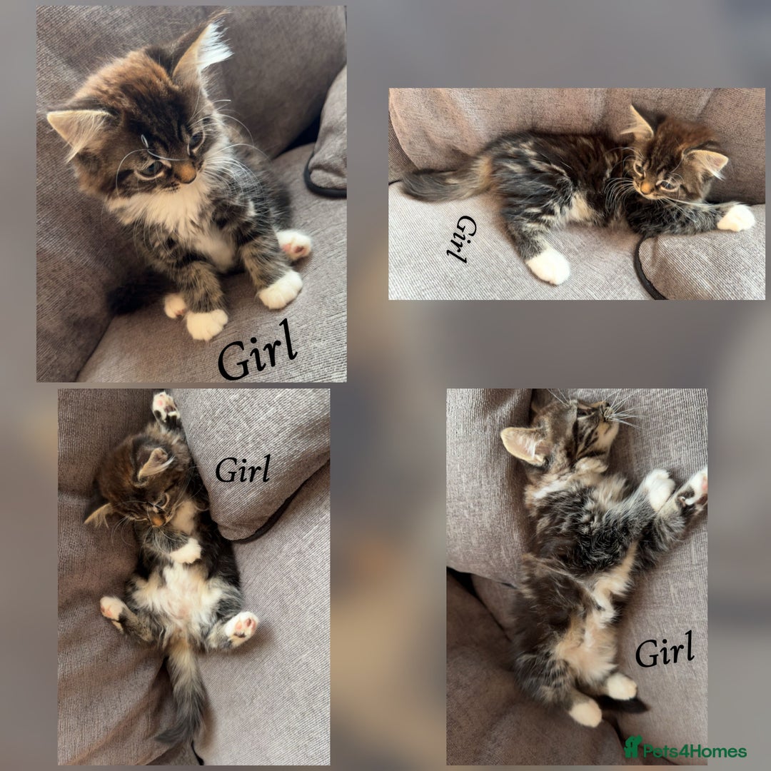 Mixed Breed cats for sale: 9 Beautiful Mixed Kittens - Image 12