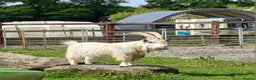 Goats livestock for sale: Pedigree Pygmy Billy - Advert 1