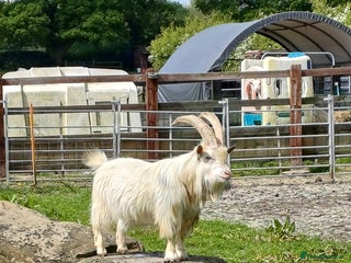 Goats livestock Pedigree Pygmy Billy - Advert 1