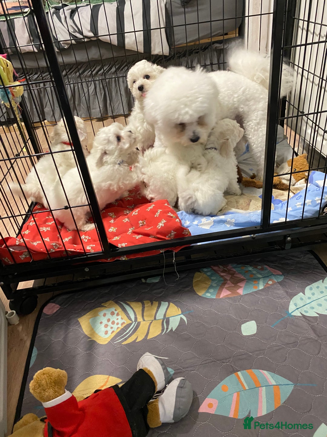 Bichon Frise dogs for sale: Beautiful Bichon Frise Puppies - Image 7