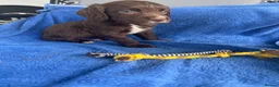Sprocker dogs for sale: 5 chocolate Sprockers  - Advert 26