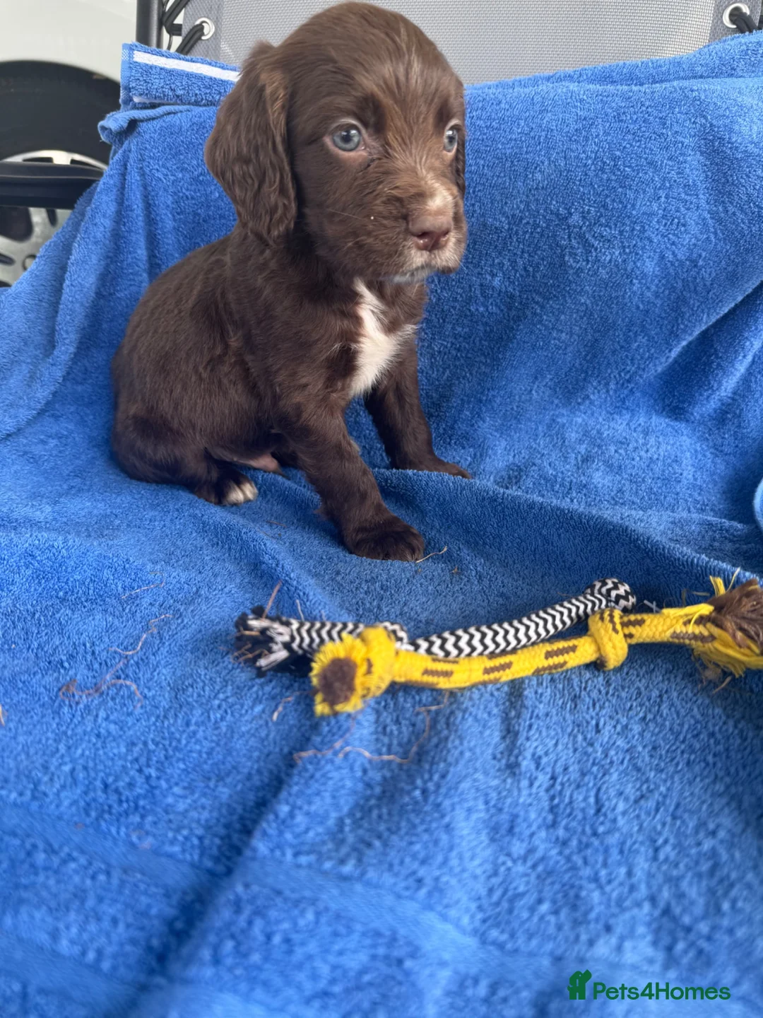 Sprocker dogs for sale: 5 chocolate Sprockers  - Advert 26