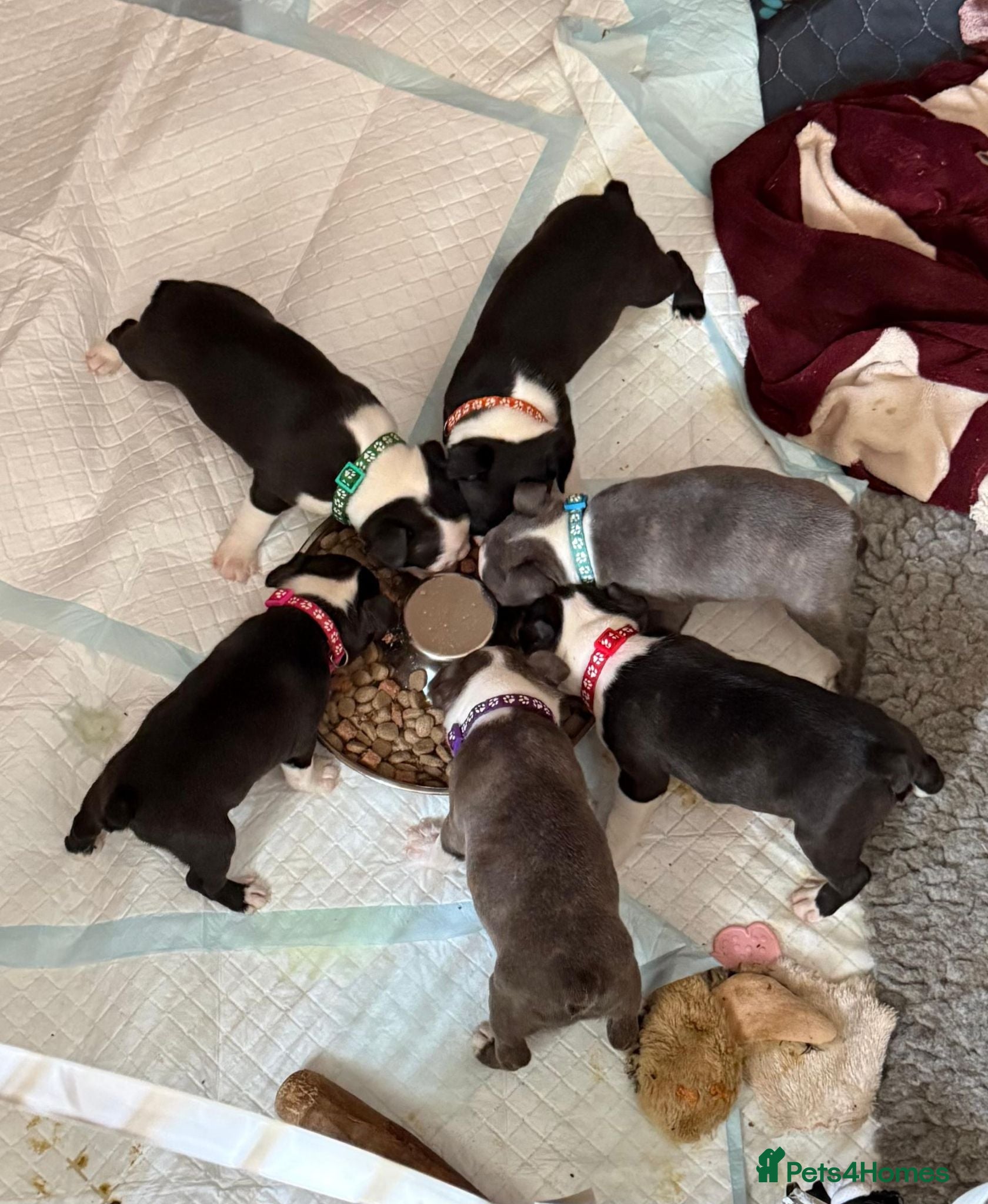 Boston Terrier dogs Beautiful Boston Babies looking for forever family - Advert 14