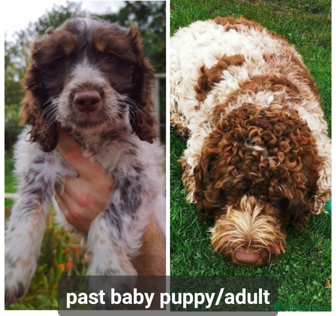 Cockapoo dogs for sale: F1 Cockapoo Puppies. Thick Coats. DNA tested - Image 29