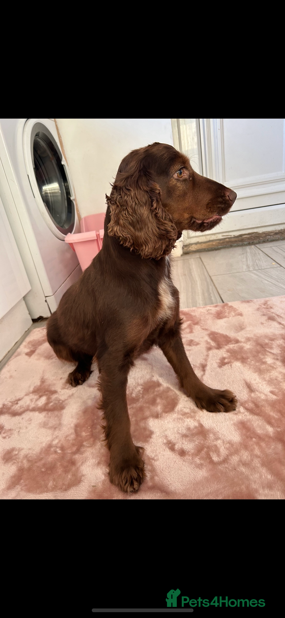 Cocker Spaniel dogs for sale: Rehoming our gorgeous ruby  - Advert 1