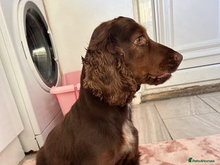 Cocker Spaniel dogs Rehoming our gorgeous ruby - Advert 3