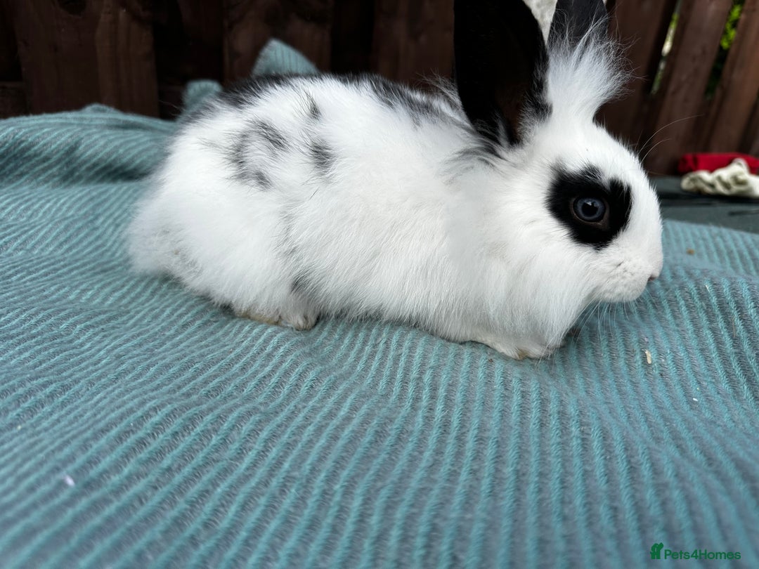 Lionhead rabbits for sale: Baby lion head rabbits for sale - Image 11