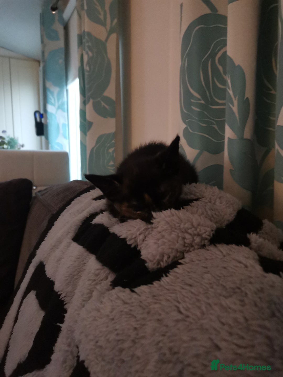 British Shorthair cats for sale: Two kittens ready to leave  - Image 2