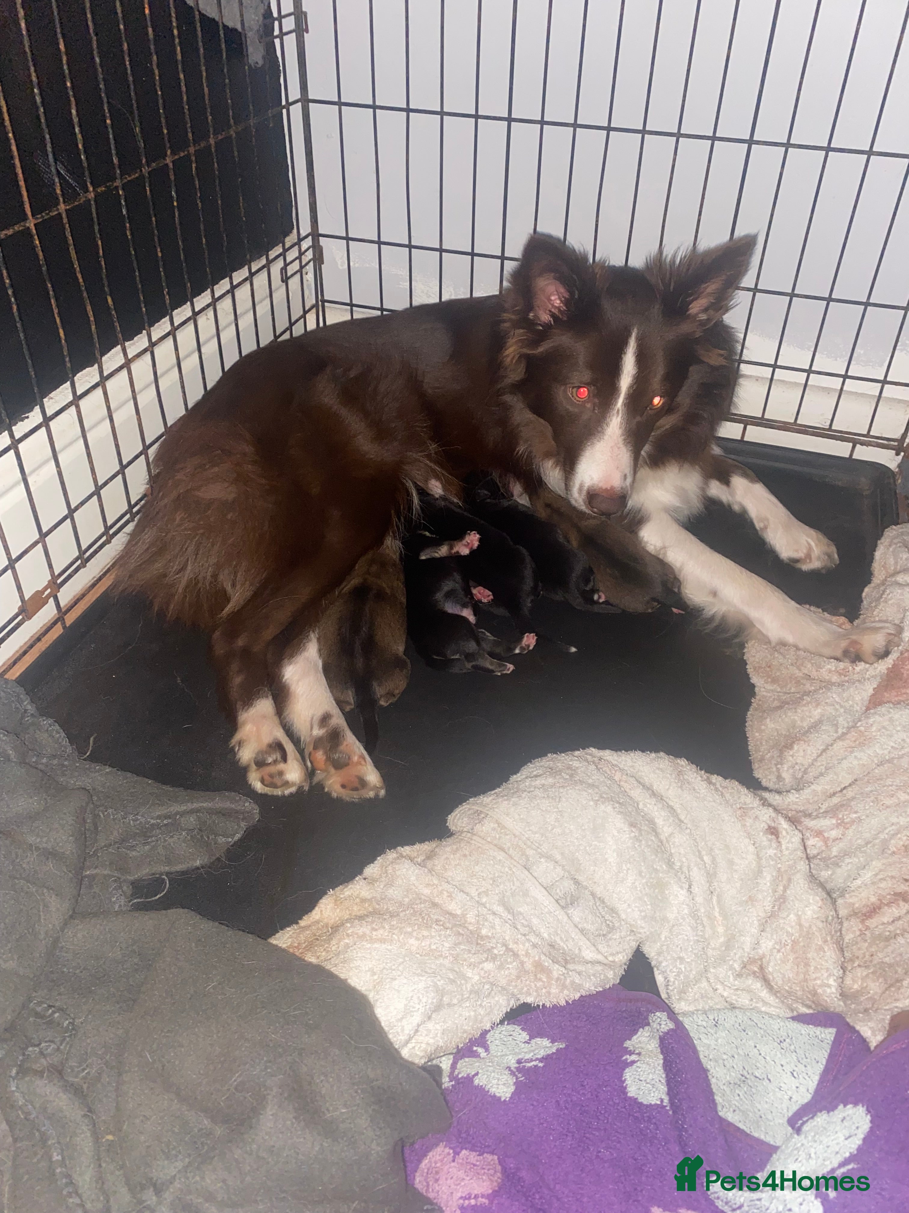 Mixed Breed dogs Border x Pomskys  - Advert 3