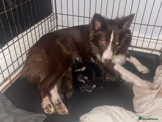 Mixed Breed dogs Border x Pomskys - Advert 3